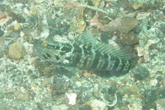 Cryptocentrus sericus