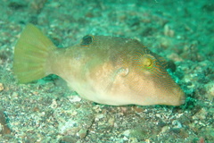 Canthigaster compressa