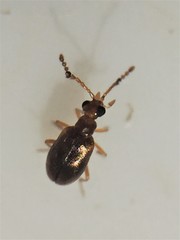 Zenascus roberti