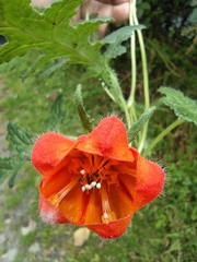 Caiophora contorta