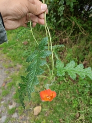 Caiophora contorta