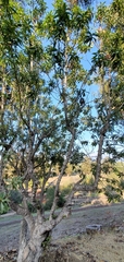 Pittosporum undulatum
