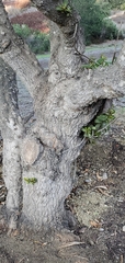 Pittosporum undulatum