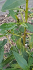 Pittosporum undulatum