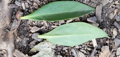 Pittosporum undulatum