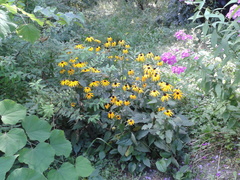 Rudbeckia nitida