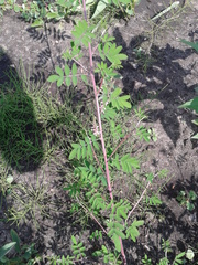 Indigofera pseudotinctoria