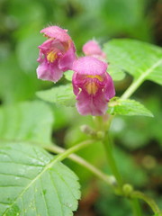 Galeopsis pubescens