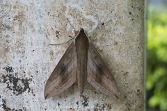 Theretra sumatrensis