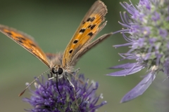 Lycaena phlaeas