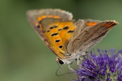 Lycaena phlaeas