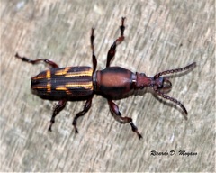 Arrhenodes
