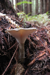 Ampulloclitocybe avellaneialba