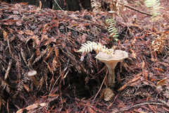 Ampulloclitocybe avellaneialba