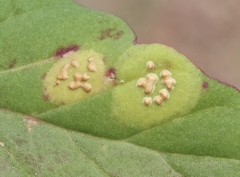 Wilsoniana platensis