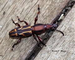 Arrhenodes