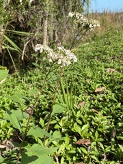 Verbesina virginica image