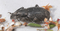 Prostomus scutellaris