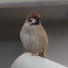 Passer montanus