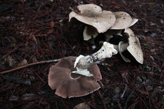 Agaricus buckmacadooi