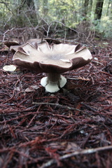 Agaricus buckmacadooi