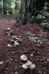 Agaricus buckmacadooi