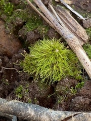 Pleuridium subulatum