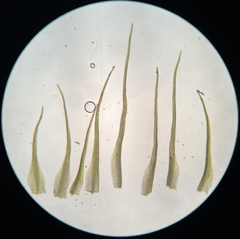 Pleuridium subulatum