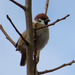 Passer montanus