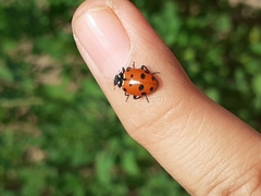Hippodamia convergens