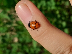 Hippodamia convergens