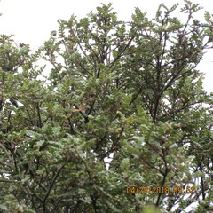 Weinmannia tomentosa