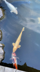 Cyprinus rubrofuscus