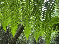 Cyathea horrida