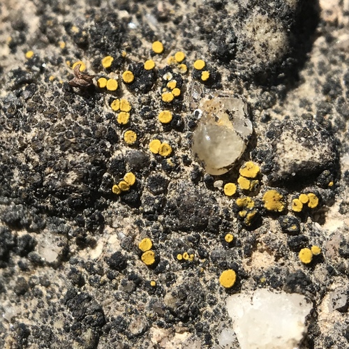 Xanthocarpia image