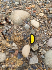 Xanthyris flaveolata