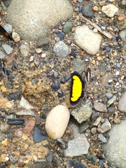 Xanthyris flaveolata