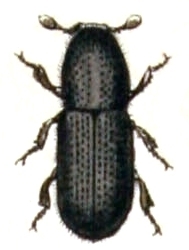 Representative image of Crypturgus