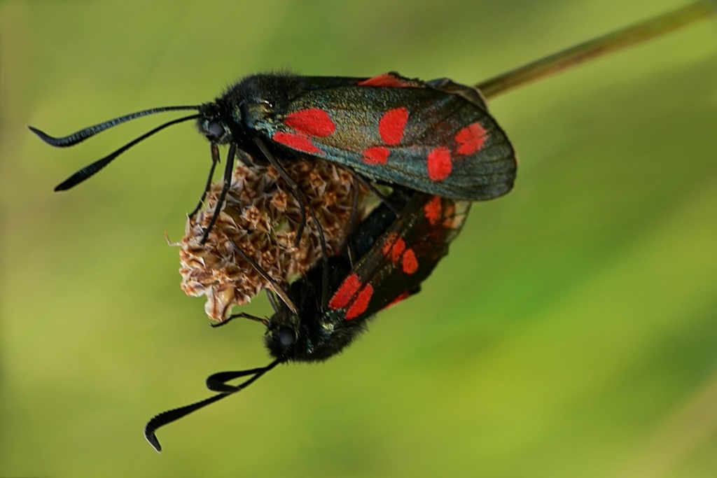Zygaena