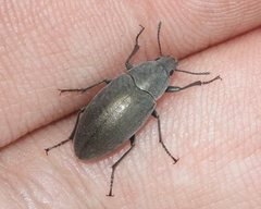 Lobometopon fusiforme