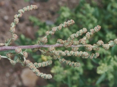 Atriplex elegans