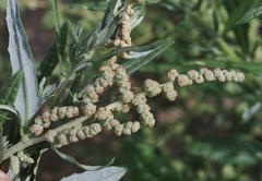 Atriplex elegans