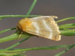 Schinia miniana