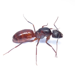 Camponotus