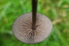 Nolanea edulis concentrica