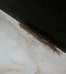 Scolopendridae
