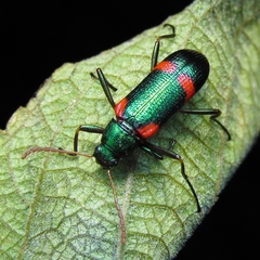 Strongylium humerale