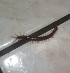 Scolopendridae