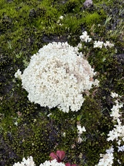 Pulchrocladia ferdinandii