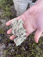 Pulchrocladia ferdinandii